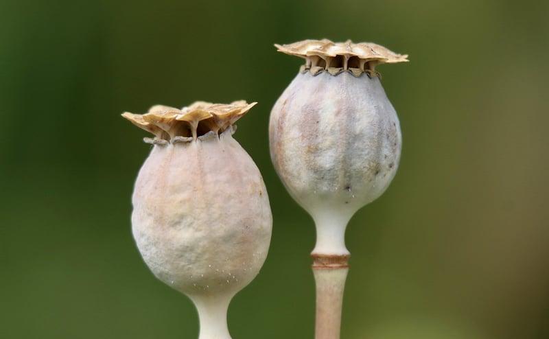 Sorcery seeds